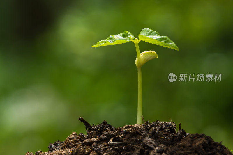 种子发芽