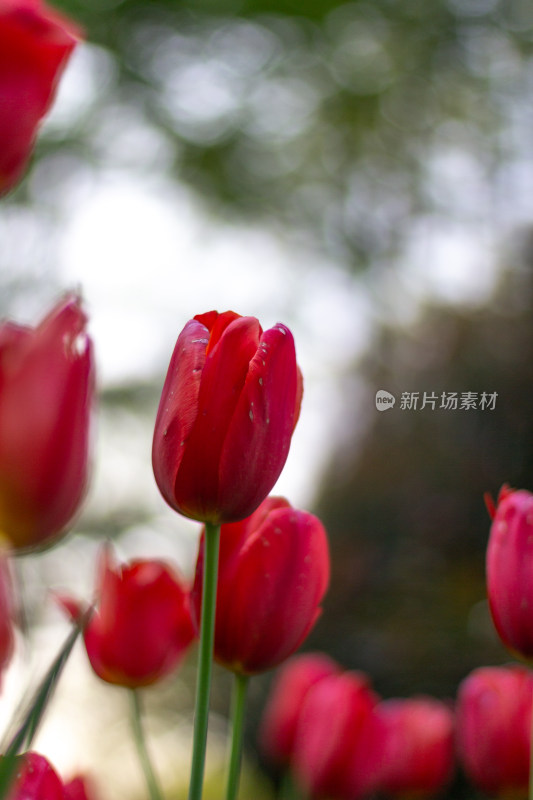 杭州太子湾多彩郁金香花海景观