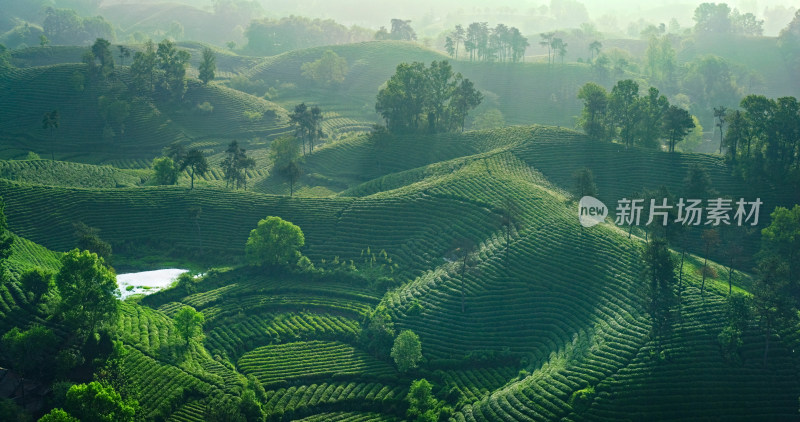 茶园茶山美丽乡村