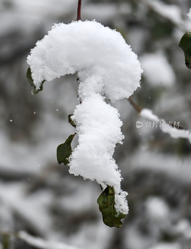 重庆酉阳：大雪纷飞赏雪忙