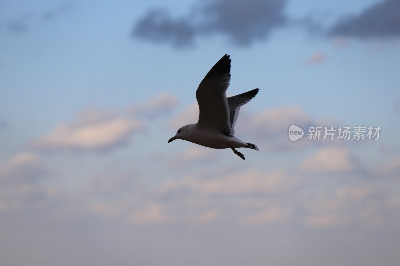 海鸥展翅高飞