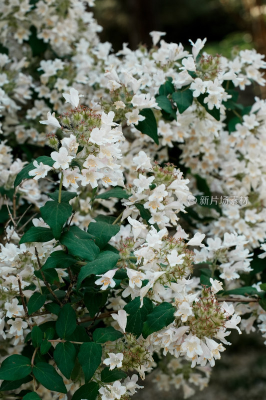 北京国家植物园猬实花