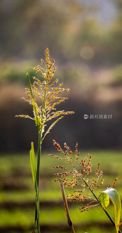 阳光下的田间谷穗特写