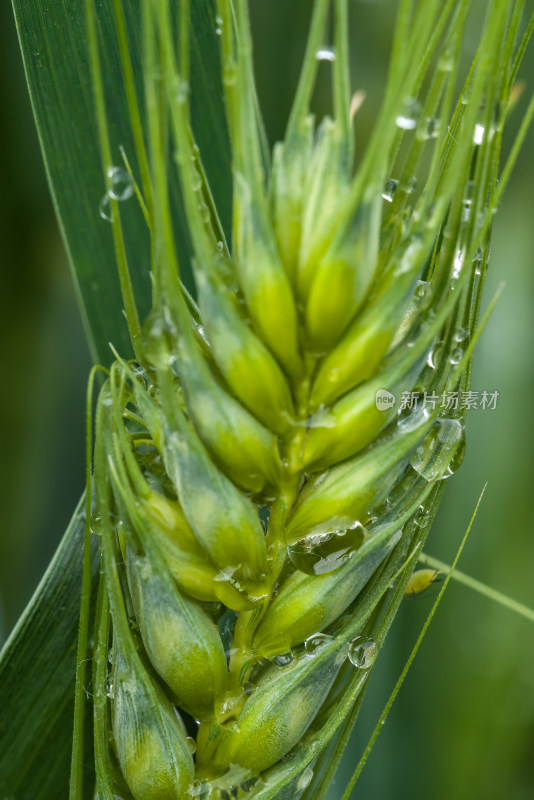 小麦开花麦穗麦子粮食丰收希望谷雨小满