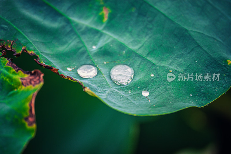 夏天池塘里的荷叶