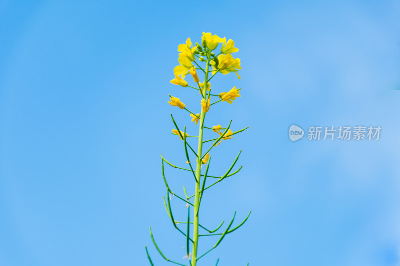 福州花海公园蓝天背景下的黄色油菜花