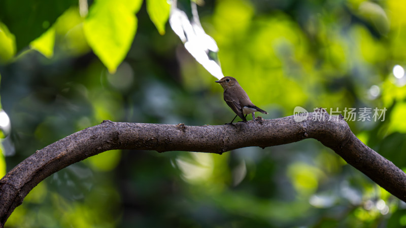 红喉姫鹟（Ficedula parva）