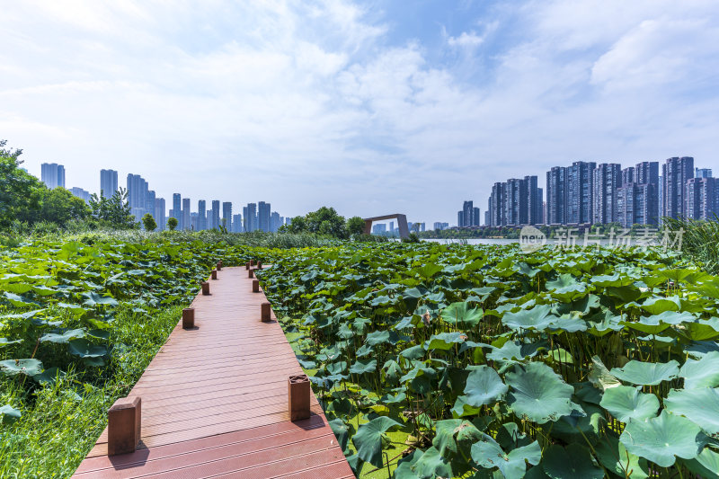 武汉江夏区汤逊湖壹号湿地公园风景