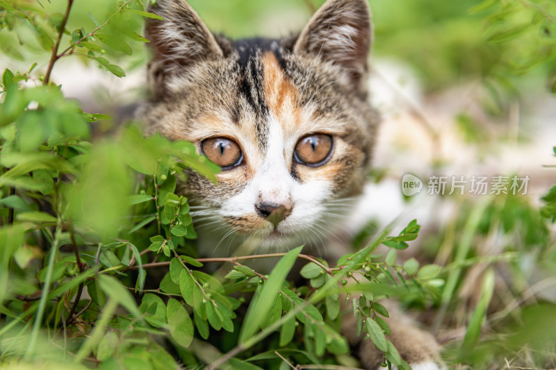 小猫咪、狸花猫、宠物猫