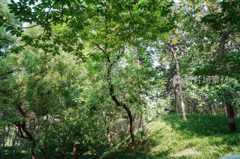 北京圆明园公园树林风景