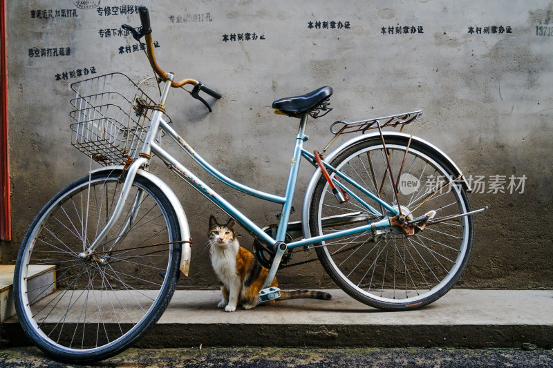 一只猫在自行车下休息