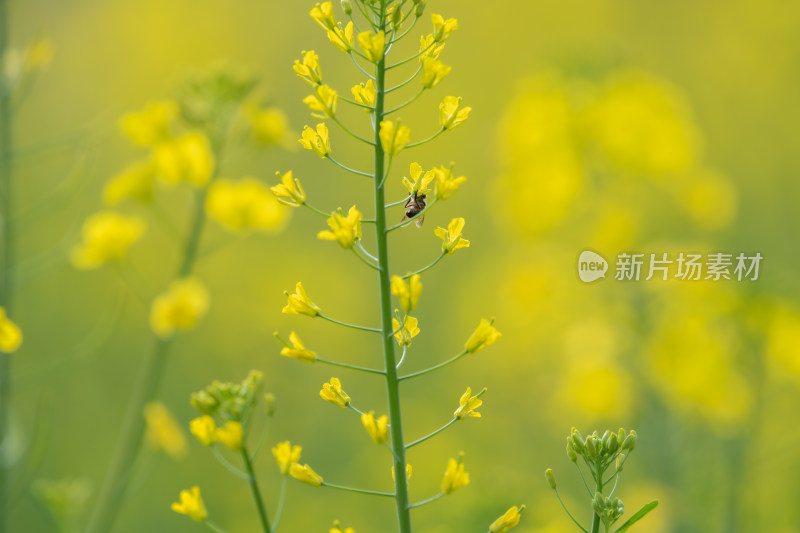 春天油菜花和蜜蜂