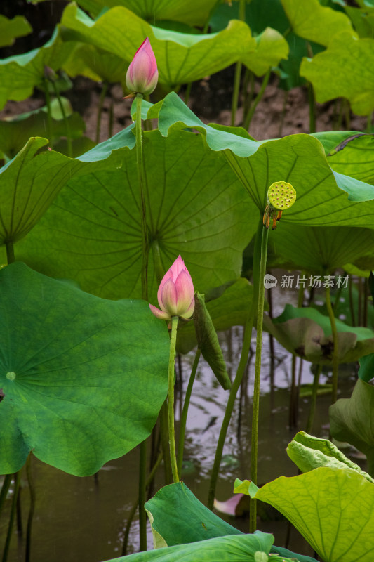 雨中的粉色荷花