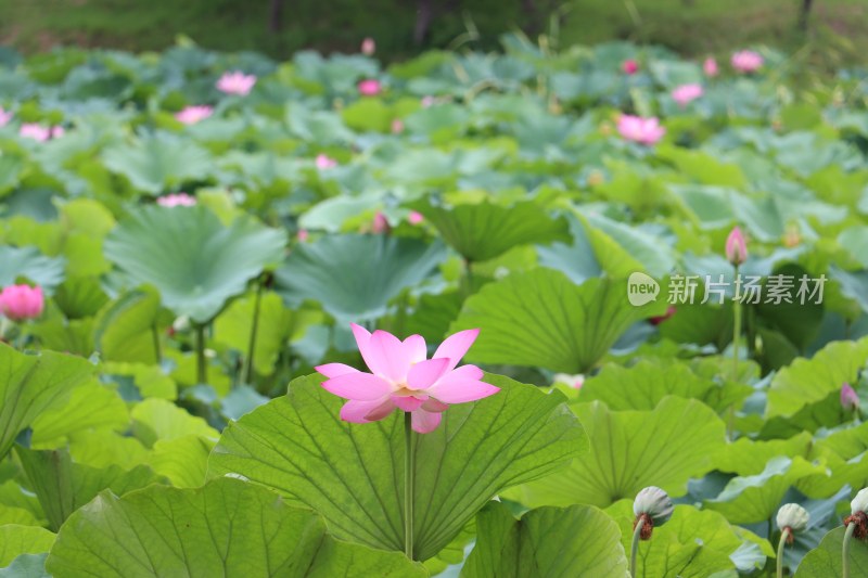 夏日荷花