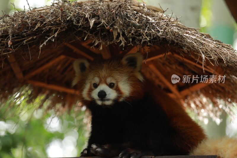 野生动物小熊猫