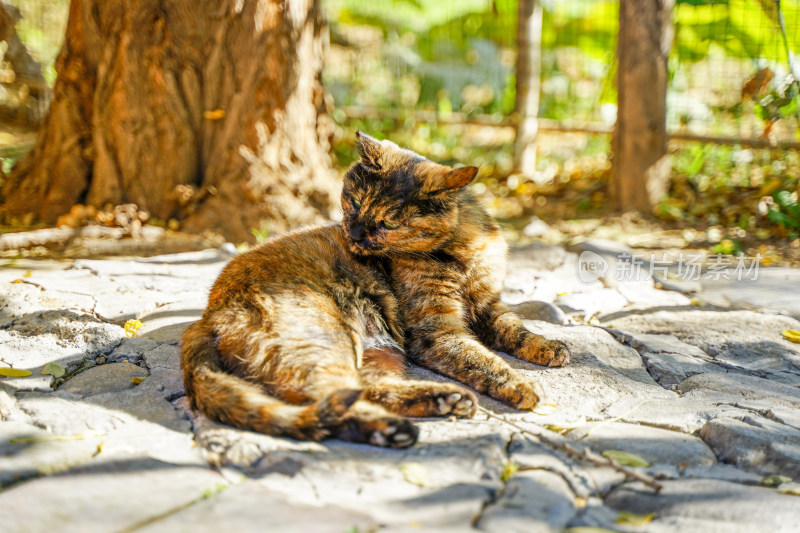 玳瑁猫在树下躺着宠物猫