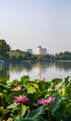 山东济南大明湖风景区夏日荷花景点景观