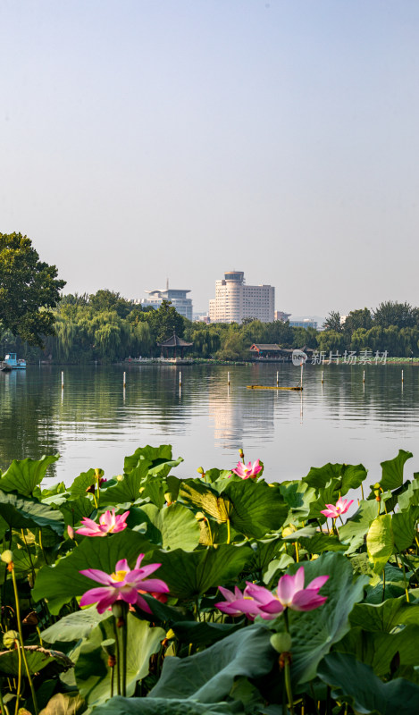 山东济南大明湖风景区夏日荷花景点景观