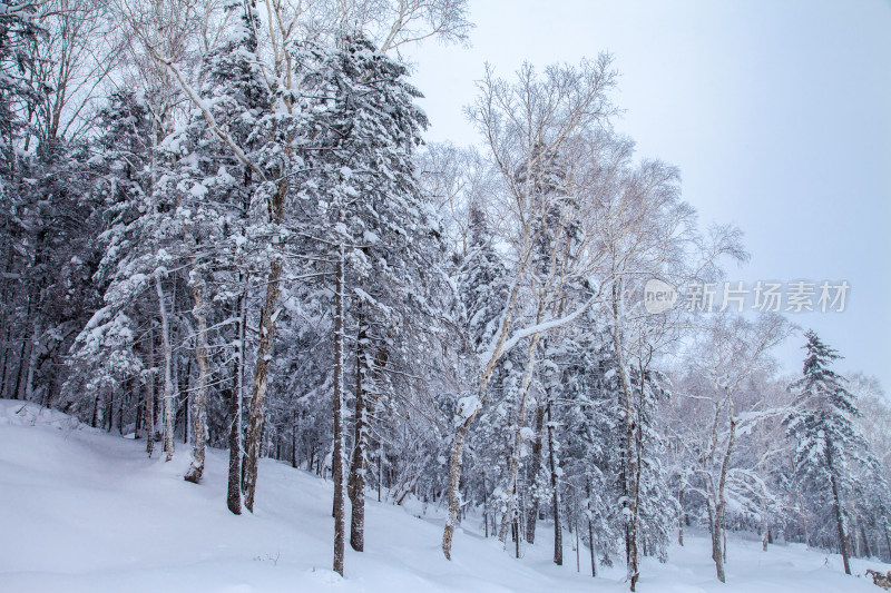 黑龙江 双峰林场 雪乡