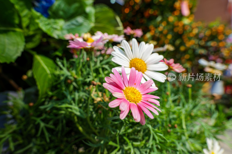 阳光下的粉白色雏菊花朵