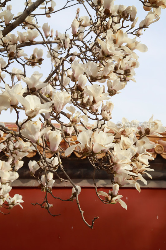 北京地坛春天的玉兰花与古建筑