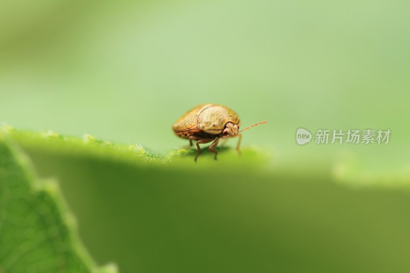 微距世界昆虫特写