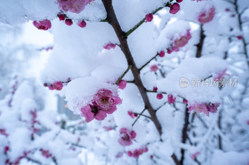 雪后的梅花很美