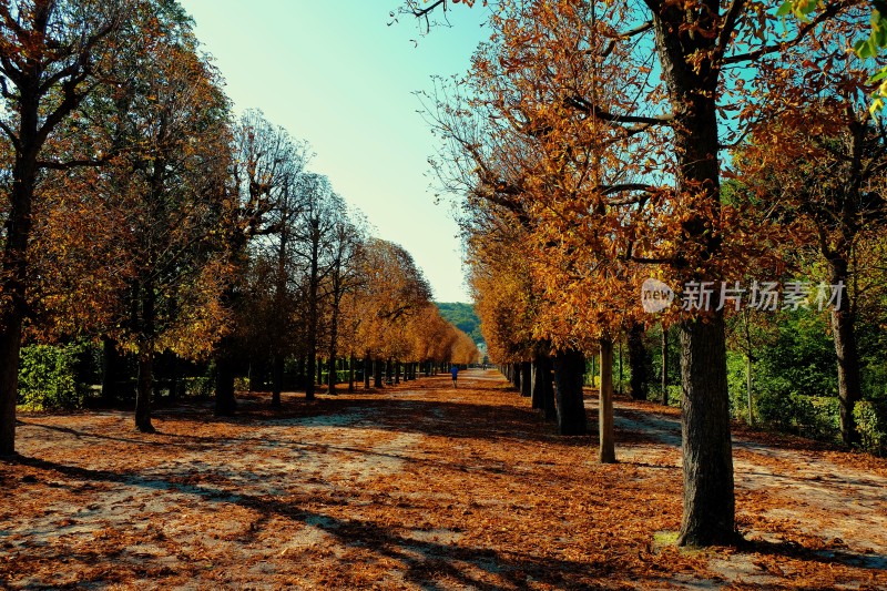 公园园林绿色植物休闲风景