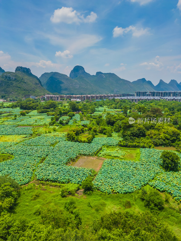 桂林的夏季荷塘风光