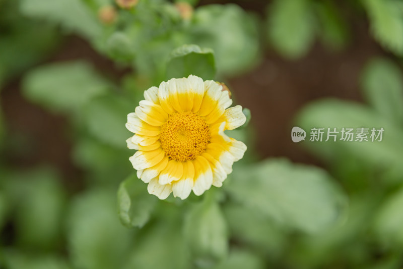 茼蒿菜、茼蒿花