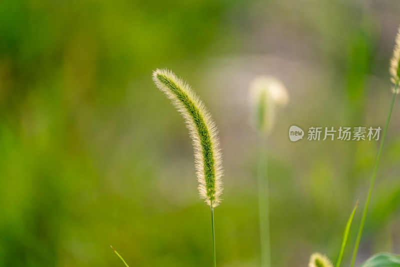 阳光下的狗尾巴草