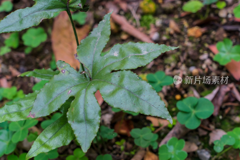 中药材水龙骨科植物掌叶线蕨