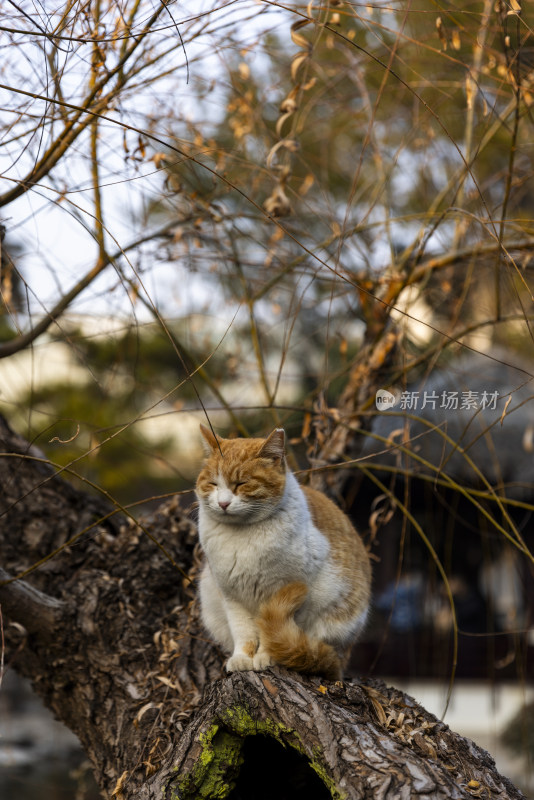 江南园林南京瞻园中式庭院里的猫