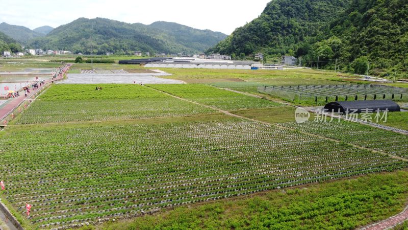 稻田耕种播种