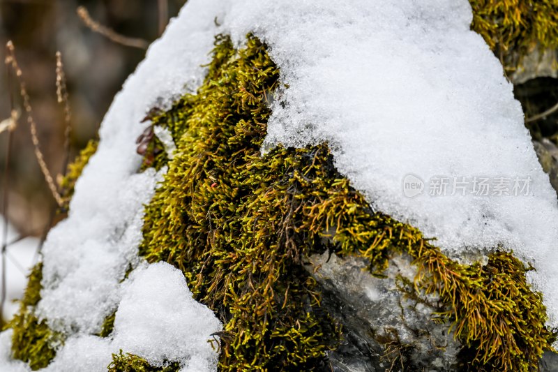 重庆酉阳：大雪纷飞赏雪忙