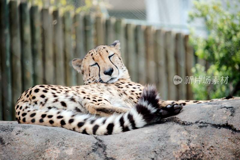 野生动物豹子猎豹猎食动物