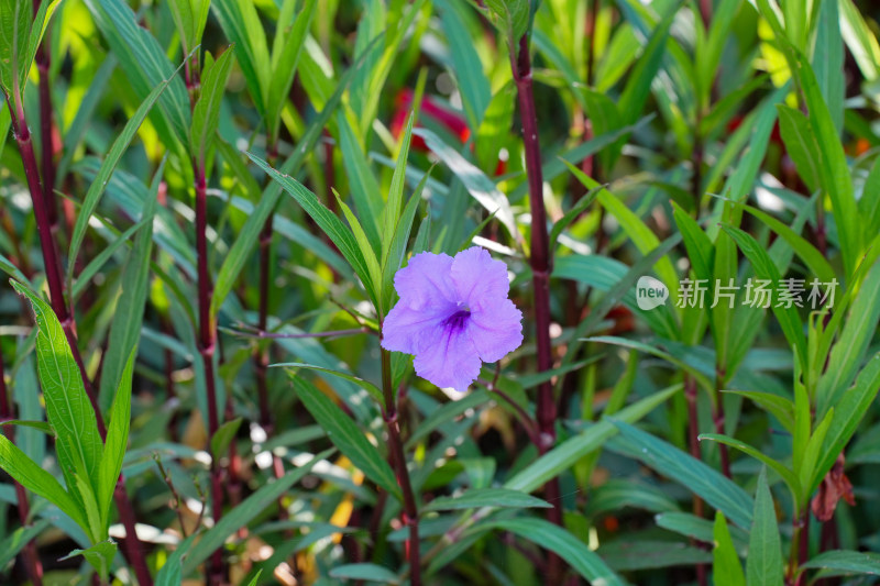 户外盛开的蓝花草