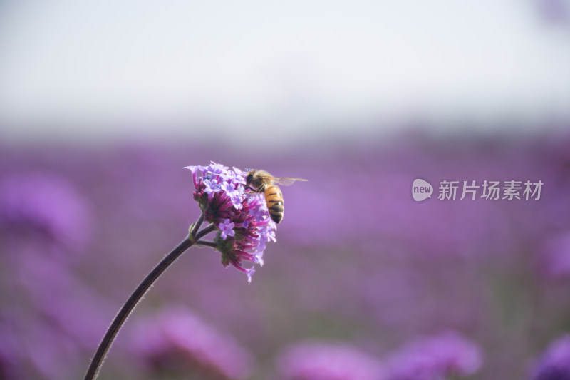 紫色的薰衣草花和采蜜的蜜蜂特写