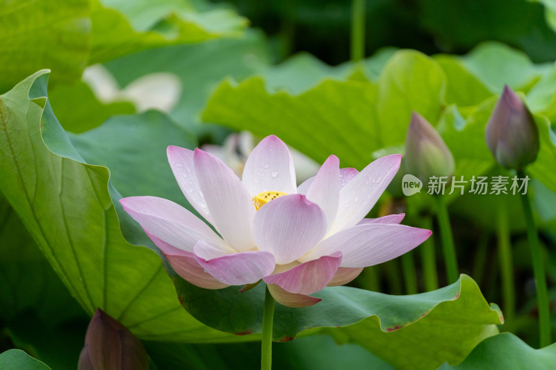 粉色荷花特写镜头