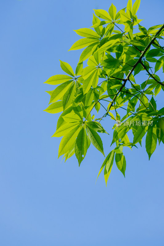 夏日阳光下的叶子