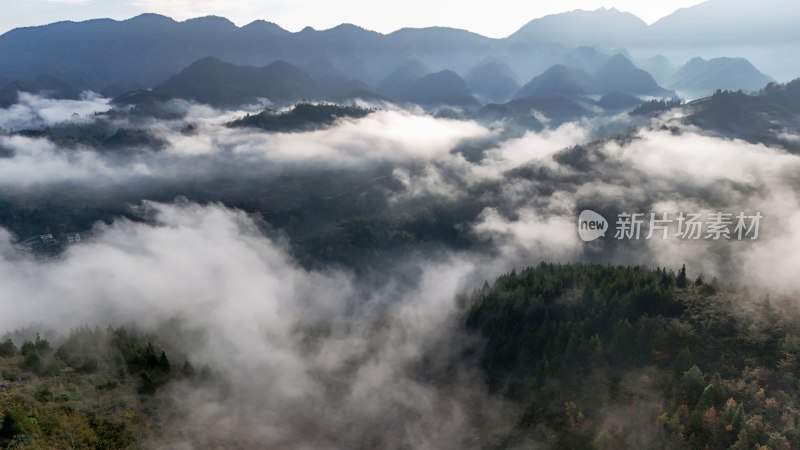 重庆酉阳：雾中枫叶红似火