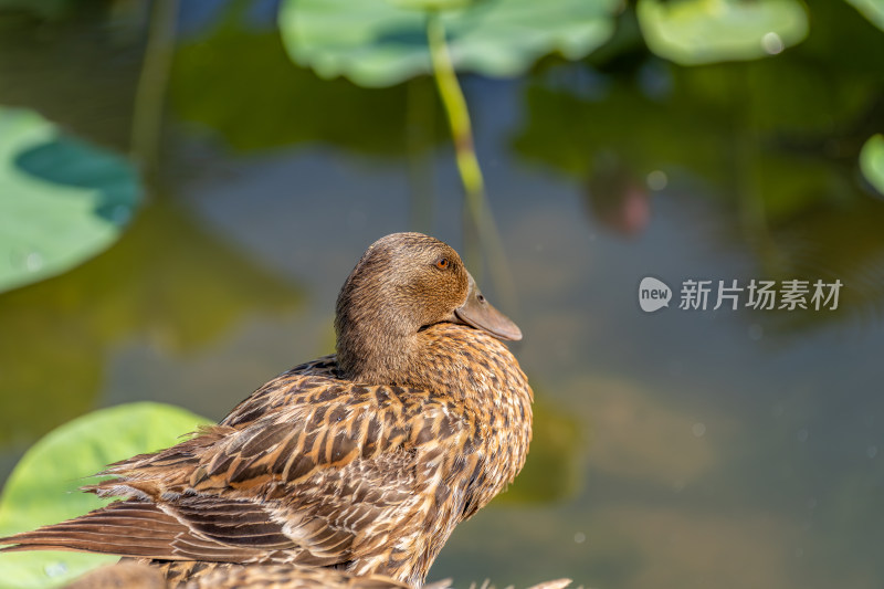 鸭子特写镜头