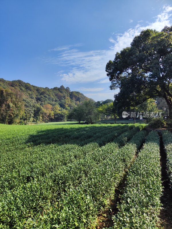 杭州云栖竹径茶园