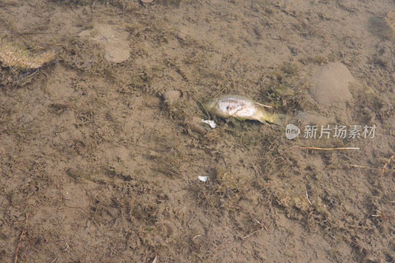 湖水浅滩处漂着的死鱼