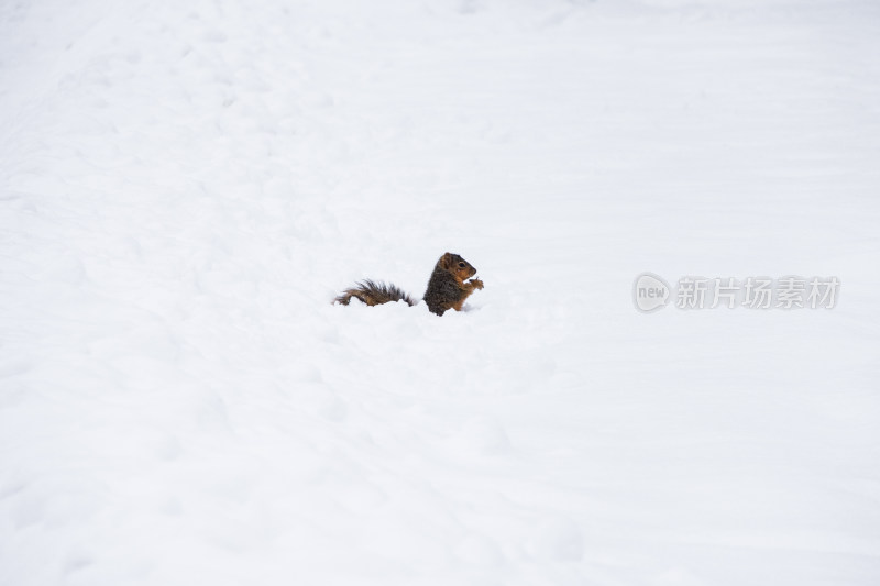 雪地里的野生小松鼠