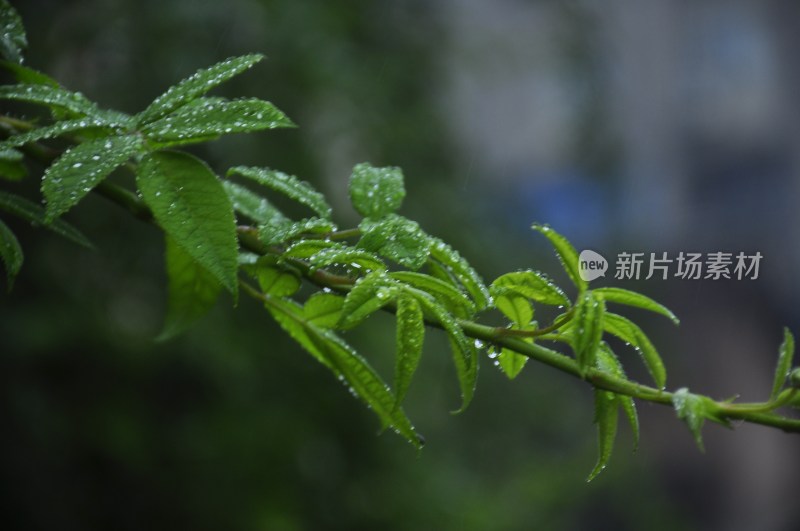 长沙风光  长沙街景 长沙城景  自然风景