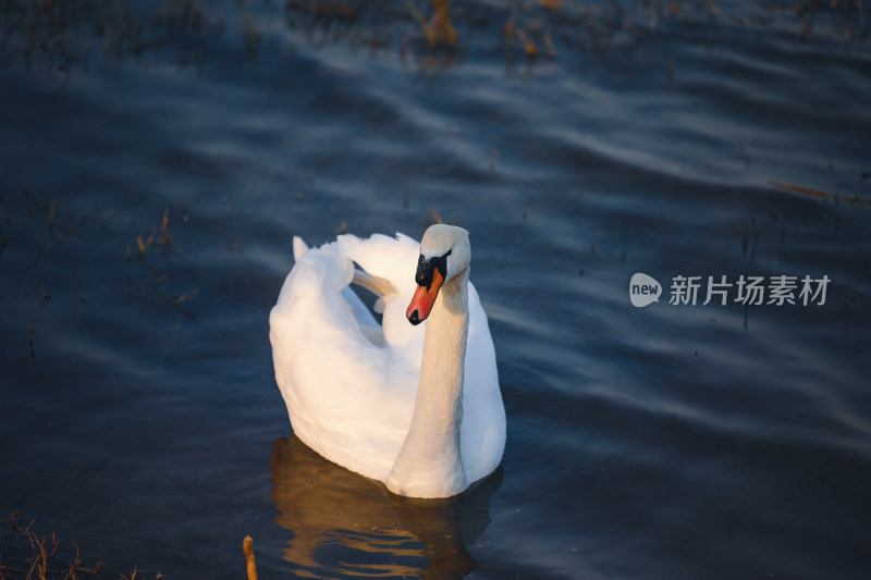 郑州北龙湖湿地公园的黑疣鼻天鹅