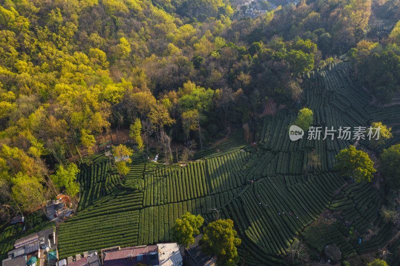 春天杭州西湖龙井茶园翁家山狮峰茶园