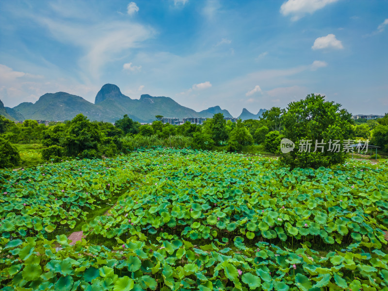 桂林的夏季荷塘风光