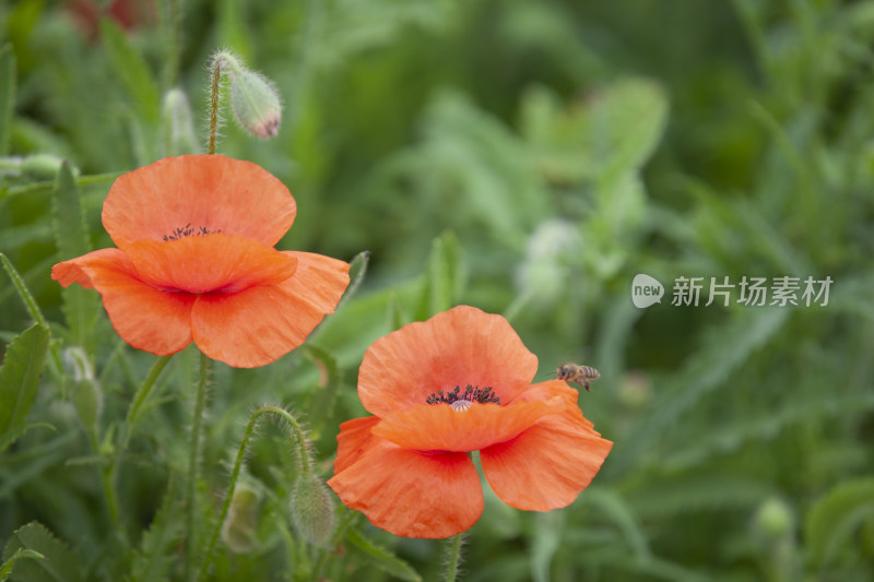 虞美人秋英花 花海 蜜蜂